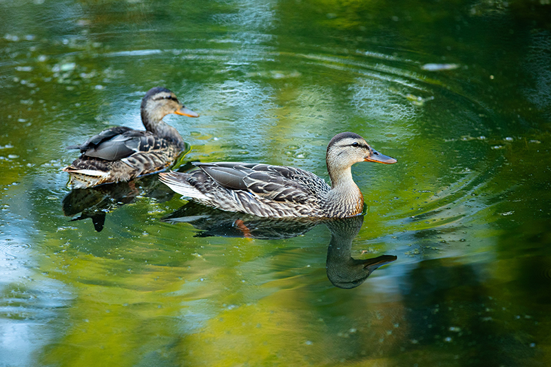Ducks on SIU Campus Lake