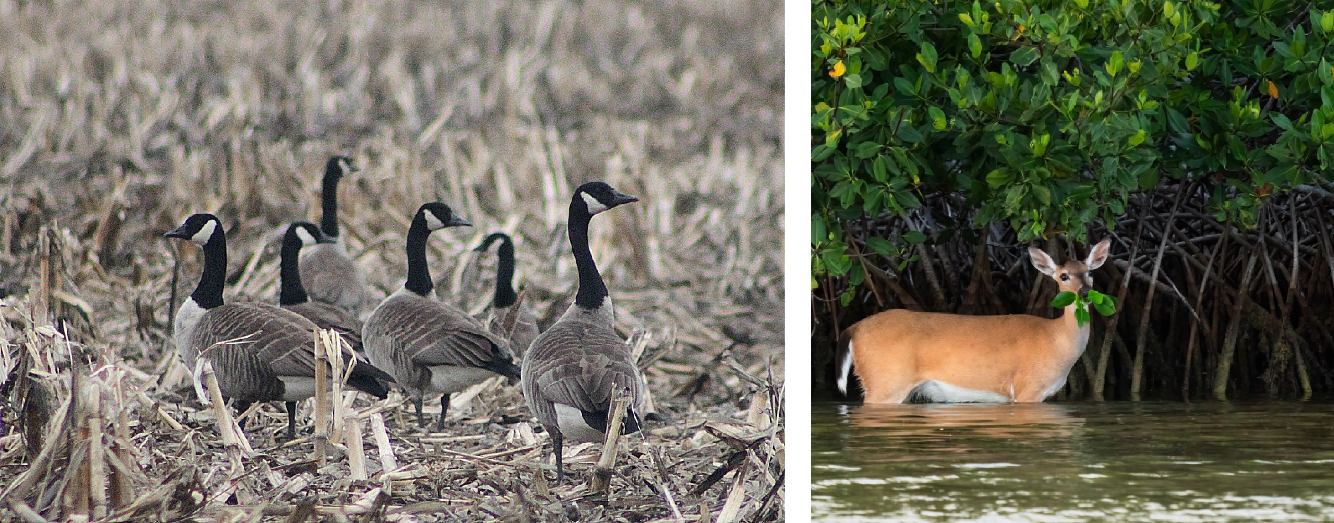 Wildlife collage featuring Canadian geese and a deer in water
