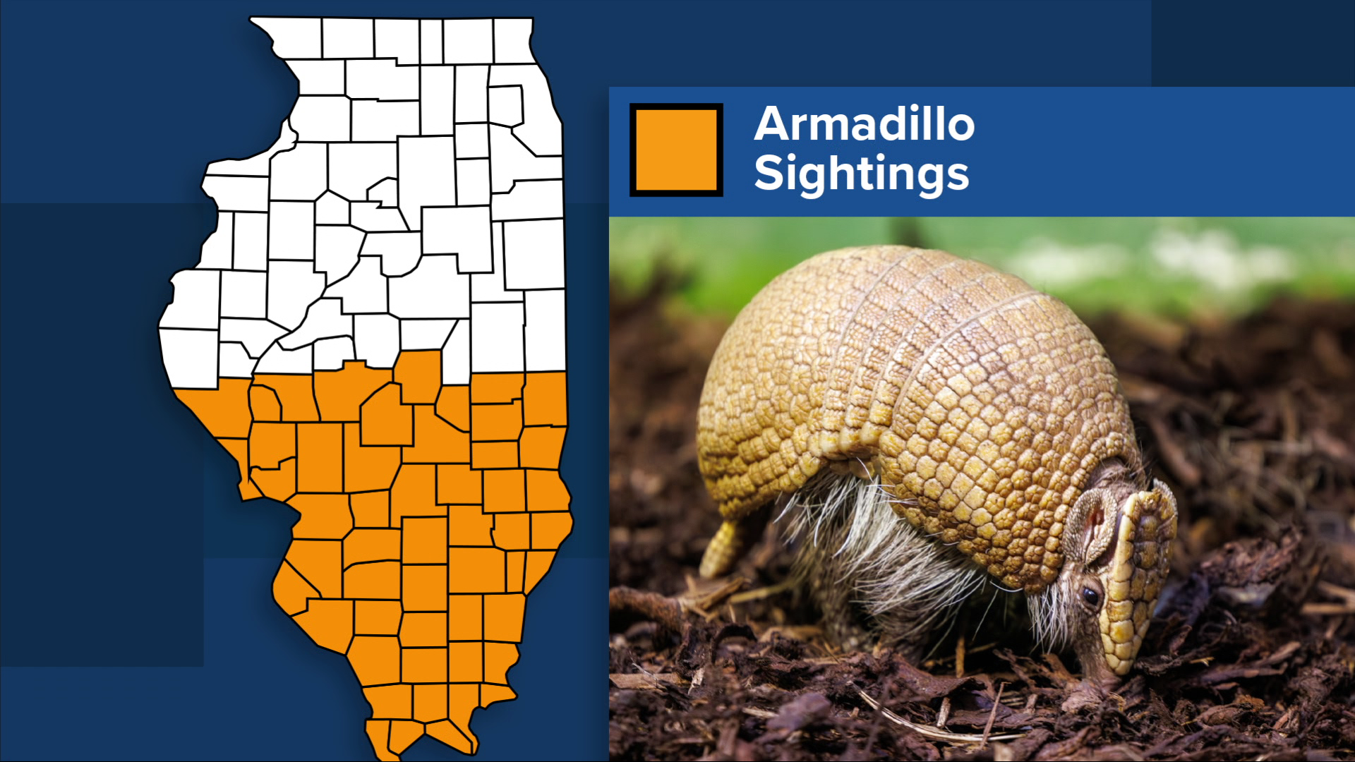 armadillo-sightings-illinois.png