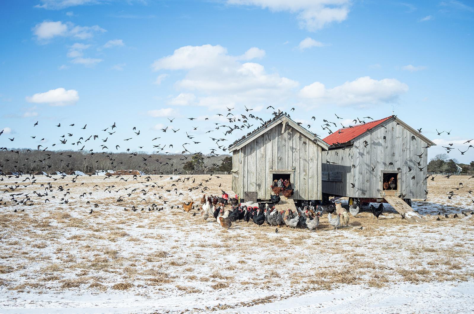 poultry-farm-wild-birds.jpg