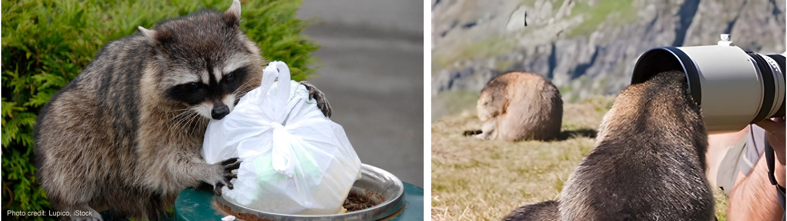 urban-wildlife.jpg