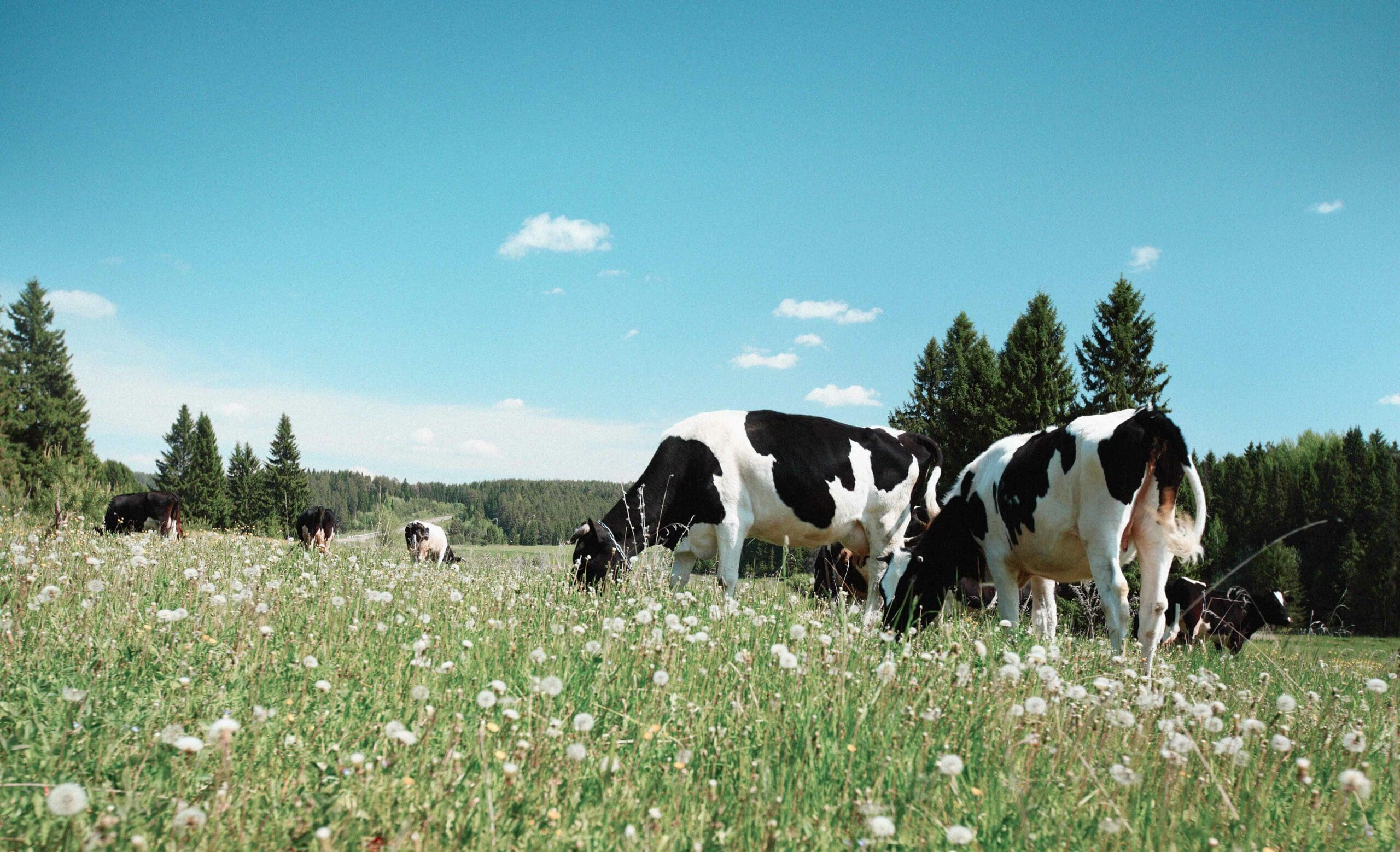 Cows-Grazing-in-Dandelion-Field-scaled.jpg