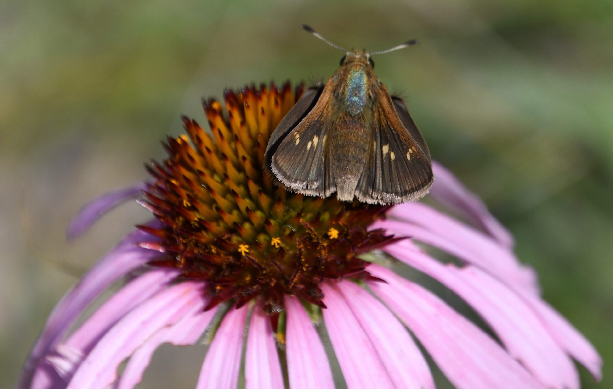 Crossline-skipper_LToso-1-scaled