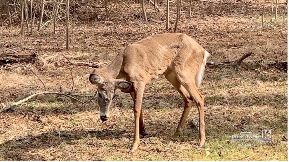 Deer-2
