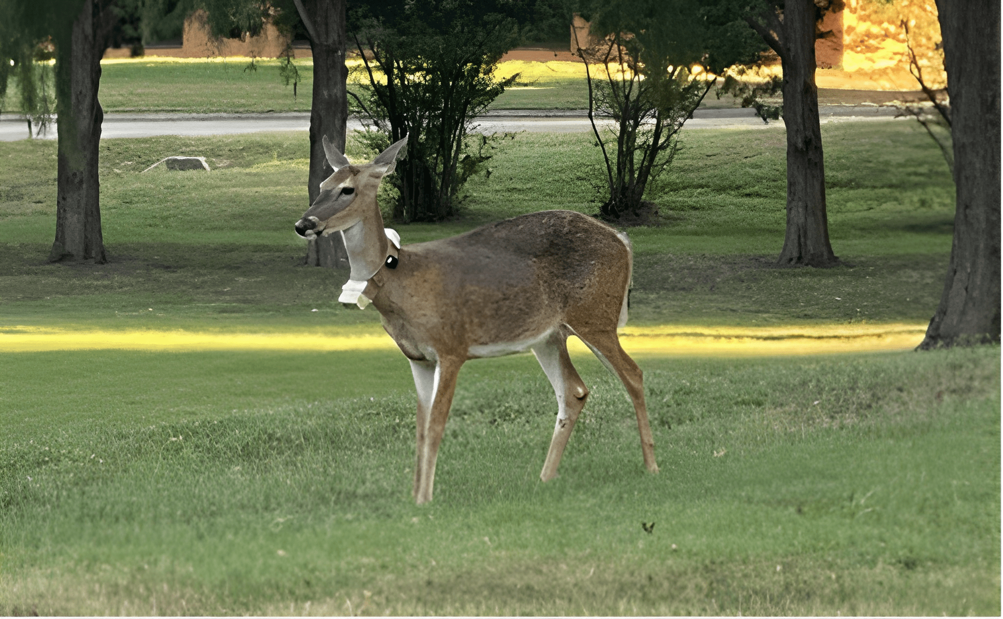 Deer-Standing-in-grace