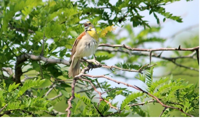 bird