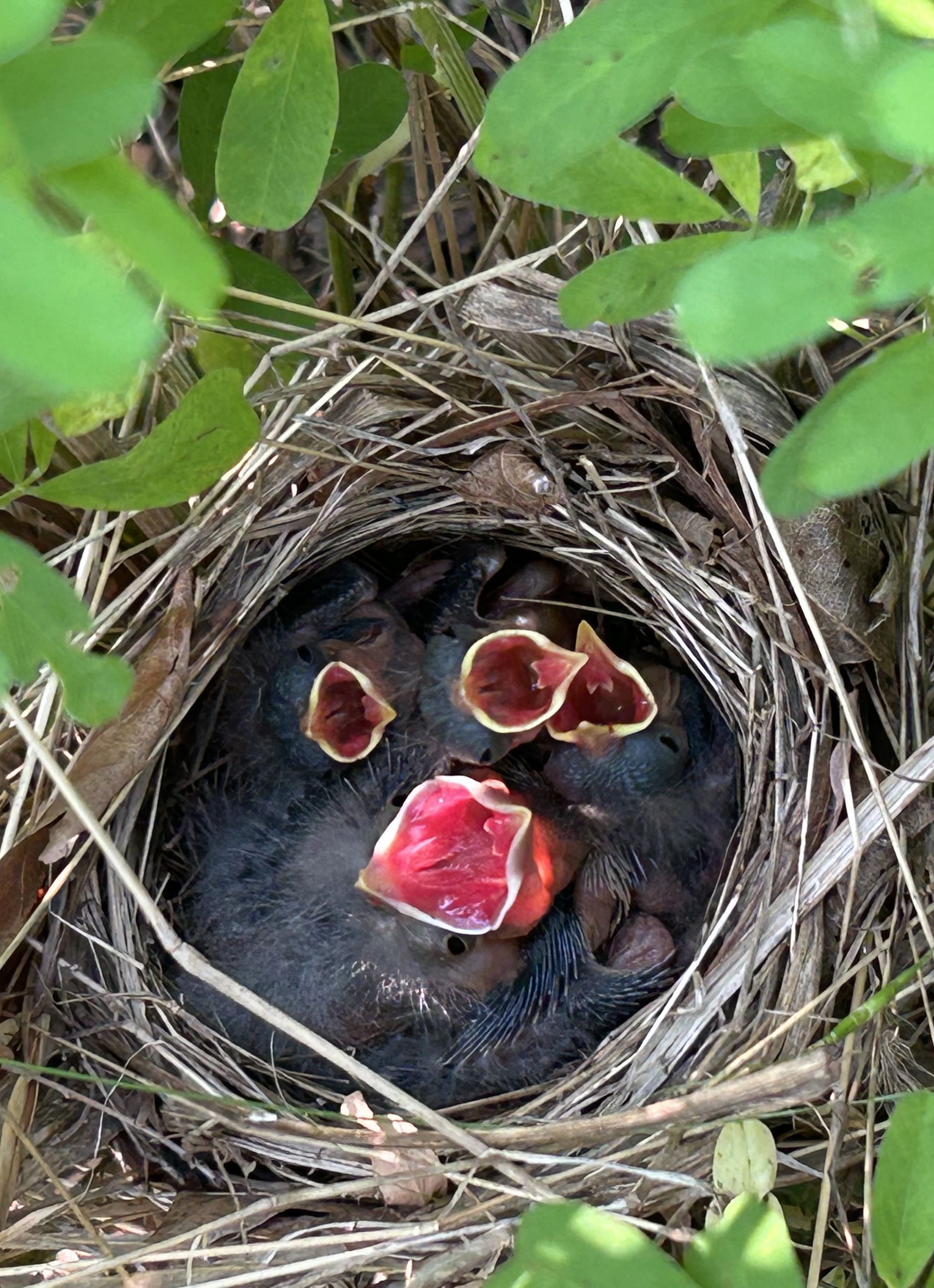 commonyellowthroatnest_withbrownheadcowbirdchick.jpeg
